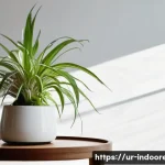 습도와 실내 공기 질의 상관 관계 - **Prompt:** A cozy, warm living room during winter. A young woman, fully clothed in comfortable loun...